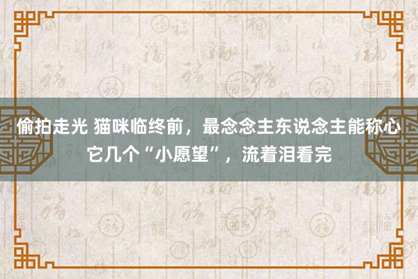 偷拍走光 猫咪临终前，最念念主东说念主能称心它几个“小愿望”，流着泪看完